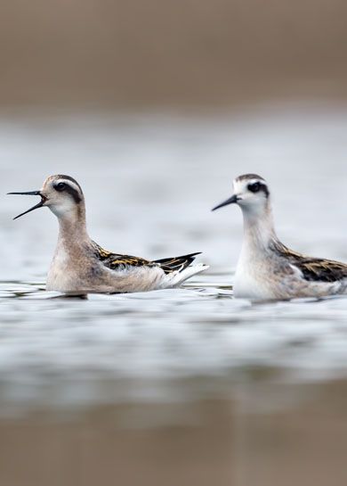 Two young Red-necked phalaropes swim together and cry loudly in cloudy weather 