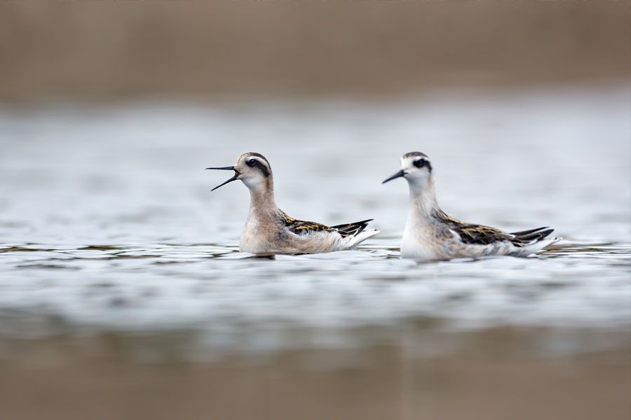 Two young Red-necked phalaropes swim together and cry loudly in cloudy weather 