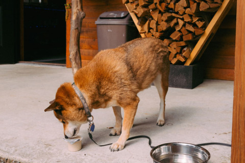picture of a dog in front of firewood at rustic acres rv resort & campground
