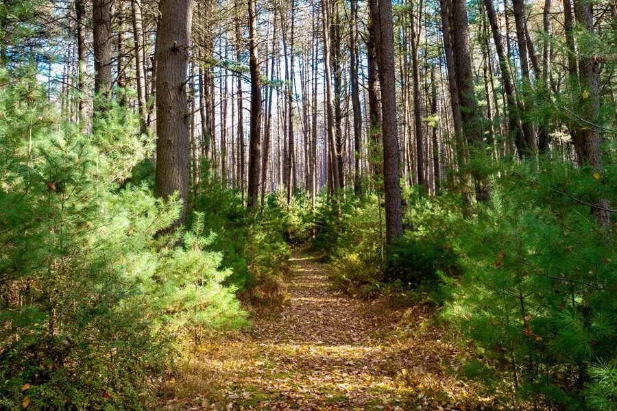 Cook Forest State Park in the fall near Clarion Pennsylvania with the baby pine trees and fallen leaves and a blue sky popping through the background. 